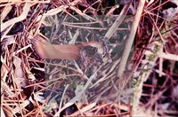 登錄號:F0004569藏品圖，第5張