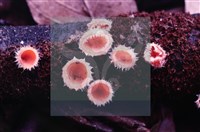 登錄號:F0004571藏品圖，第4張