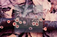 登錄號:F0004571藏品圖，第5張