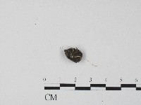 登錄號:F0004572藏品圖，第1張