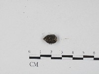 登錄號:F0004572藏品圖，第3張