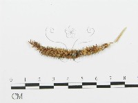 登錄號:F0004574藏品圖，第1張