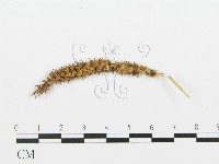 登錄號:F0004574藏品圖，第3張