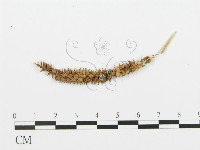 登錄號:F0004574藏品圖，第4張