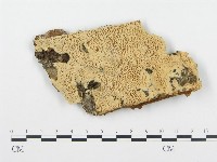 登錄號:F0004575藏品圖，第1張