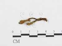 登錄號:F0004582藏品圖，第1張