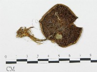 登錄號:F0004584藏品圖，第1張