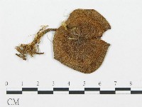 登錄號:F0004584藏品圖，第3張