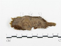 登錄號:F0004586藏品圖，第1張