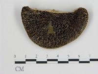 登錄號:F0004592藏品圖，第3張