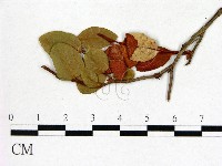 登錄號:F0004595藏品圖，第3張