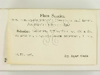 松生擬層孔菌藏品圖，第2張