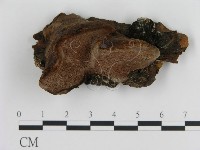 登錄號:F0004598藏品圖，第1張