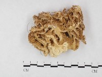 登錄號:F0004600藏品圖，第1張