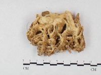 登錄號:F0004600藏品圖，第3張