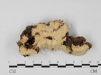 登錄號:F0004601藏品圖，第4張