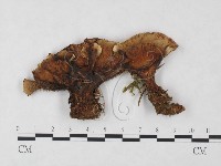 登錄號:F0004602藏品圖，第1張