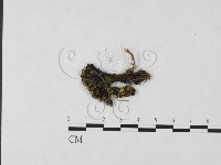 登錄號:F0004603藏品圖，第1張