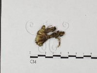 登錄號:F0004603藏品圖，第3張