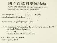 剛毛絲皮菌藏品圖，第2張