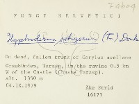 剛毛絲皮菌藏品圖，第3張