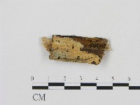 剛毛絲皮菌藏品圖，第1張