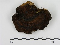 登錄號:F0004611藏品圖，第1張