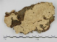 登錄號:F0004614藏品圖，第1張
