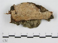 登錄號:F0004622藏品圖，第1張