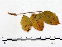 登錄號:F0004624藏品圖，第1張