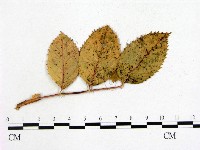 登錄號:F0004624藏品圖，第4張