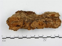 登錄號:F0004626藏品圖，第3張