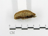 登錄號:F0004631藏品圖，第4張