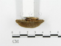 登錄號:F0004631藏品圖，第5張