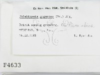 登錄號:F0004633藏品圖，第2張