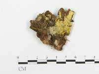 登錄號:F0004634藏品圖，第1張