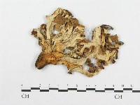 登錄號:F0004636藏品圖，第1張