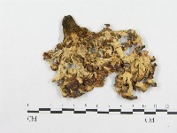 登錄號:F0004636藏品圖，第3張