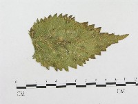 登錄號:F0004638藏品圖，第1張