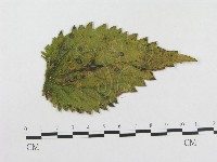 登錄號:F0004638藏品圖，第3張