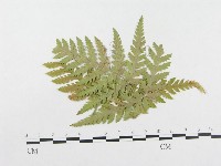 登錄號:F0004642藏品圖，第1張