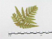 登錄號:F0004642藏品圖，第3張