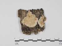 登錄號:F0004646藏品圖，第1張