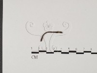 登錄號:F0004650藏品圖，第1張