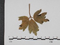 登錄號:F0004652藏品圖，第1張