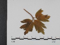 登錄號:F0004652藏品圖，第3張