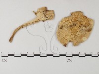 登錄號:F0004656藏品圖，第3張