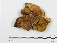 登錄號:F0004657藏品圖，第3張