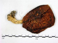 登錄號:F0004661藏品圖，第1張