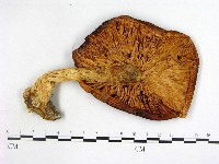 登錄號:F0004661藏品圖，第3張